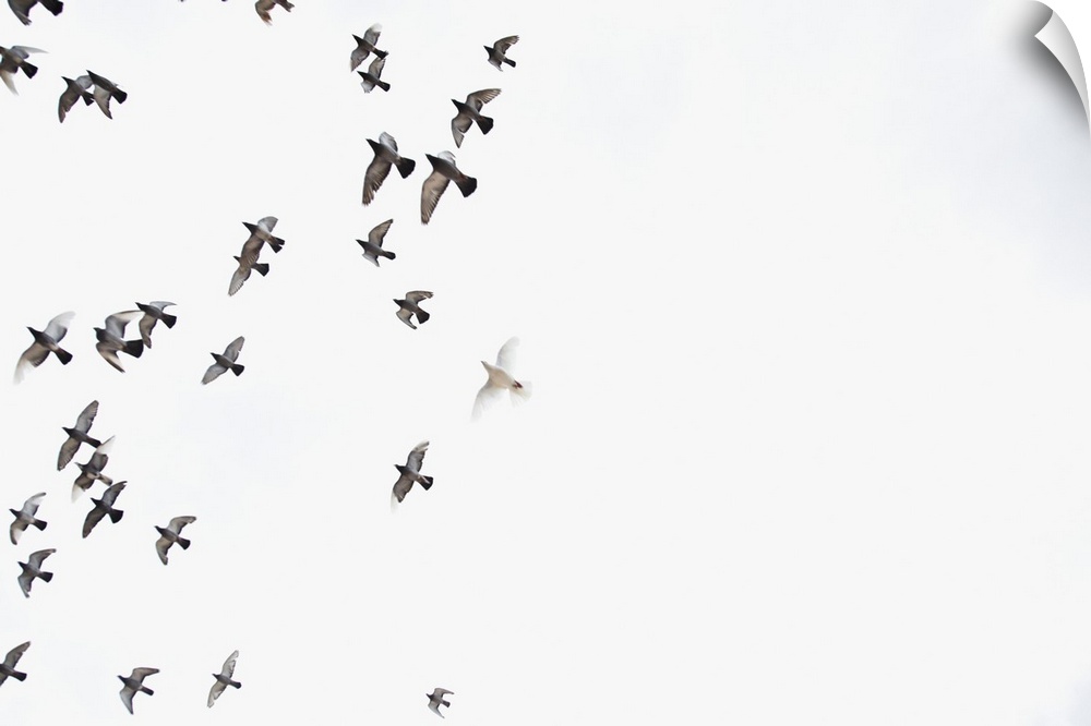 A flock of birds is flying at the sky.