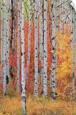 A forest of aspen and maple trees in the Wasatch mountains, Utah