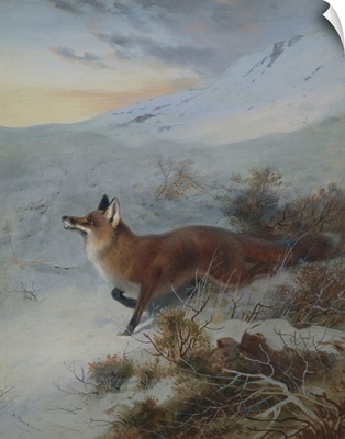 A Fox In A Winter Landscape By Archibald Thorburn