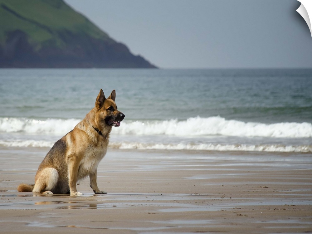 Five year old male German shepherd sitting on a beach waiting to be called. Croyde, North Devon, UK.