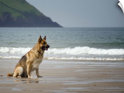 A German Shepherd watching the waves on the beach