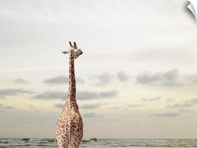 A giraffe looking at a view of the sea