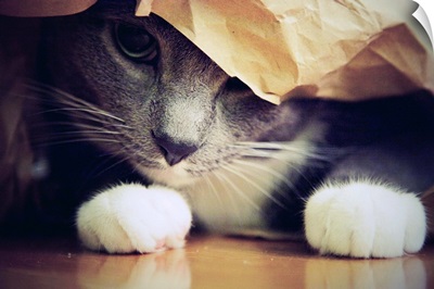 A gray kitten peeks out from beneath a brown paper bag on the floor.
