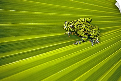 A green amphibian with orange feet sits atop the green foliage of a palm plant