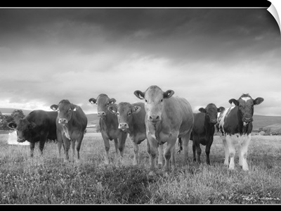 A herd of bullocks posing for a quick shot, Pennines in the background.