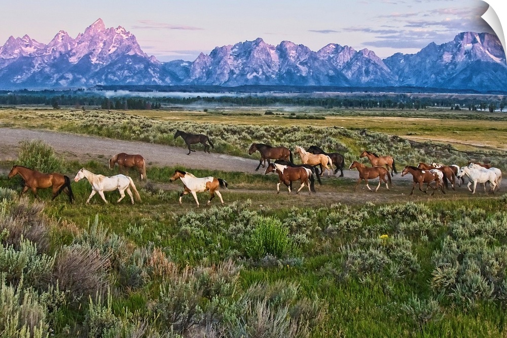 Big canvas photo of a group of horses walking through an open field with rugged mountains in the distance at sunset.
