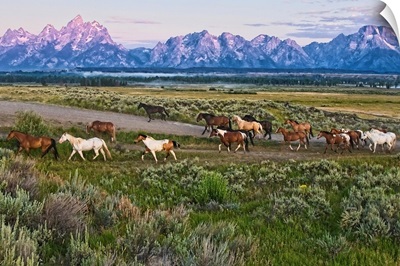 A herd of horses runs in front of the Grand Teton mountain range in rural Wyoming