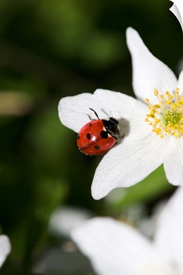A ladybird on a wood anemone Stockholm Sweden.