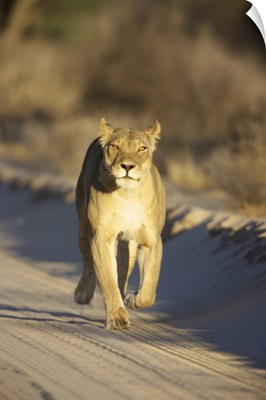 A Lioness, Kgalagadi Transfrontier Park, Northern Cape Province, South Africa