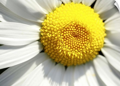 A macro image of a daisy.