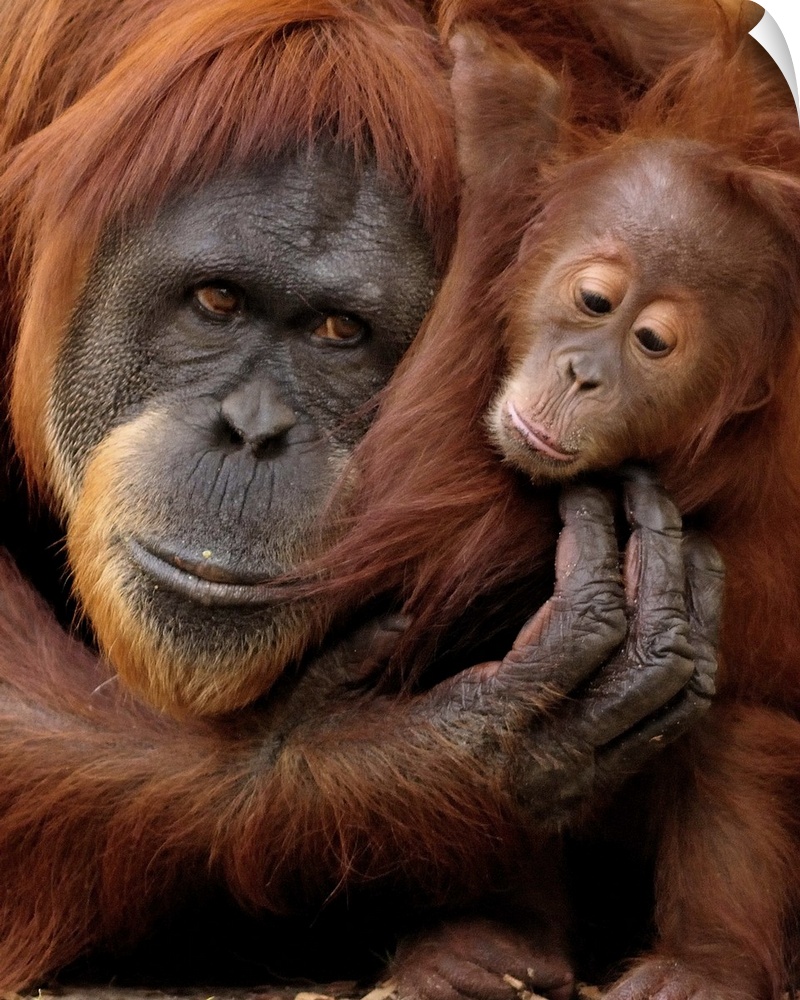 A mother and baby orangutan share a hug.