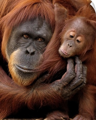 A mother and baby orangutan share a hug.