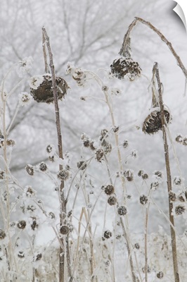 a number of flowers that have wilted due to cold and snow
