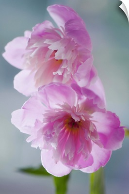 A Pair of Pink Peony Flowers. Paeonia lactiflora