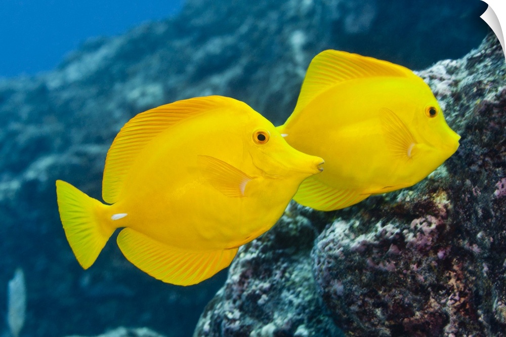 Underwater life; FISH: A Pair of Yellow Tangs (Zebrasoma flavescens) swimming over a tropical coral reef.  Pacific Ocean, ...