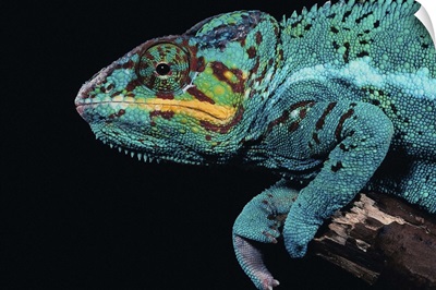 A panther chameleon perching on a branch.