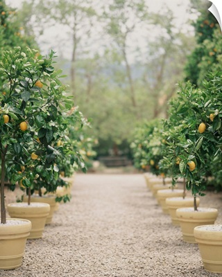 A path of potted lemon trees