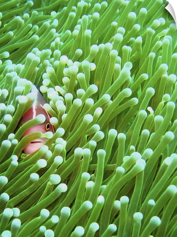The perfect moment as a pink skunk clownfish (Amphipirion perideraion) sneakily peeps through its magnificent sea anemone ...
