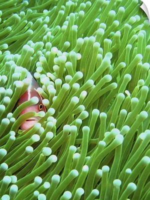 A pink skunk clownfish sneakily peeps through its magnificent sea anemone home
