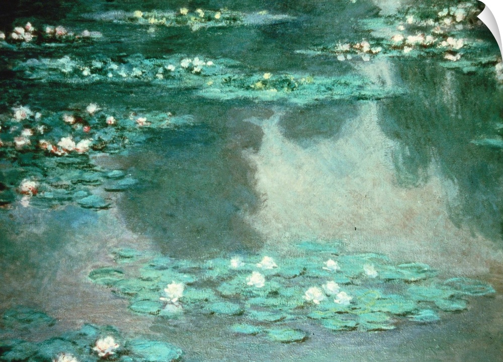 A pond with water lilies
