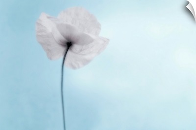 A poppy seen from the stem with desaturated tones, against cool blue background.