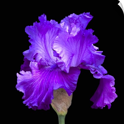 A purple iris against a black backdrop highlights its beauty