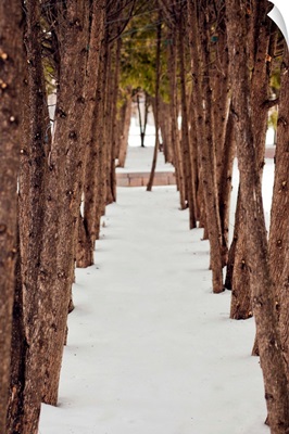 A row of trees outside in the snow during winter