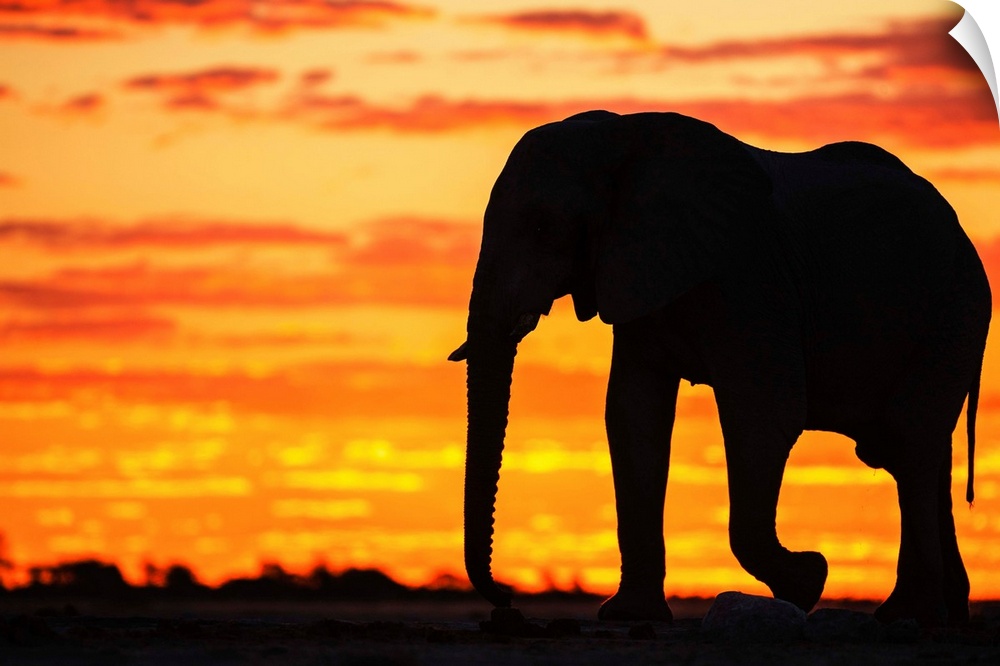 A silhouette of a bachelor elephant bull (Loxodonta africana) walking against a golden African sky at sunset, Nxai Pan, Bo...