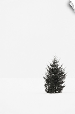 A single evergreen tree in a snowy field on an overcast day.