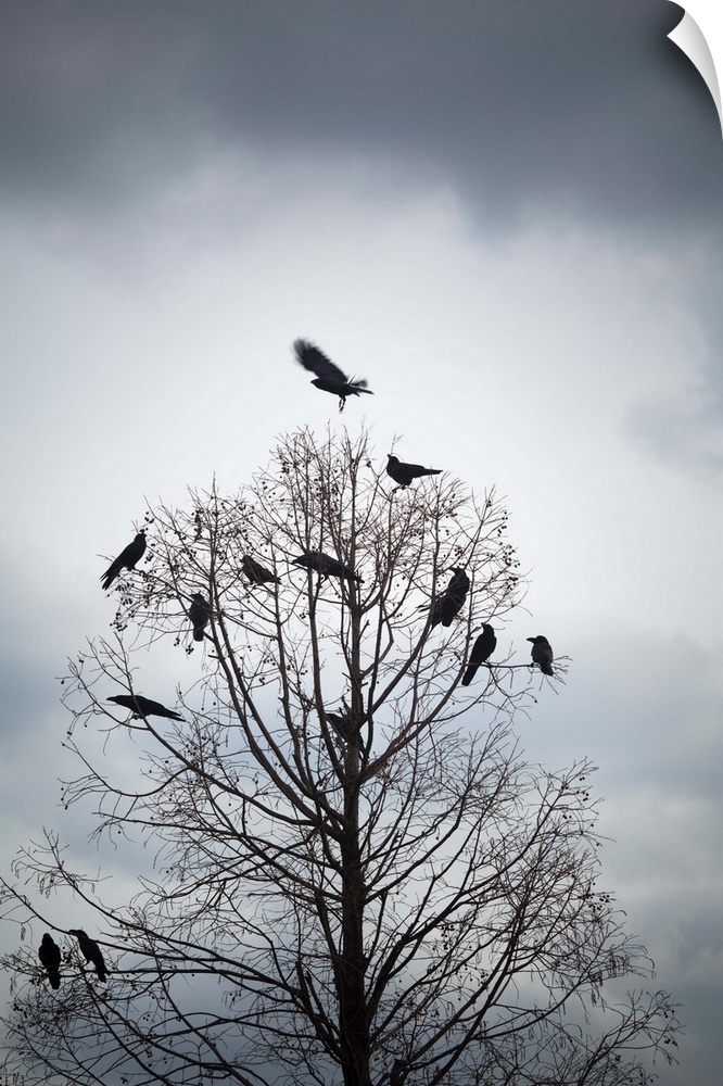 A tree in which many crows have rest