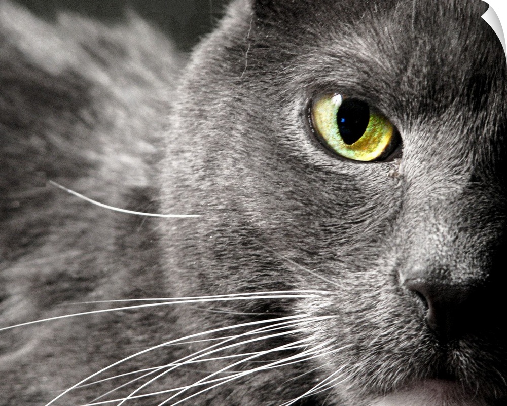 A very close creatively composed capture of a gray cat's face showing only one green eye, fur and whiskers
