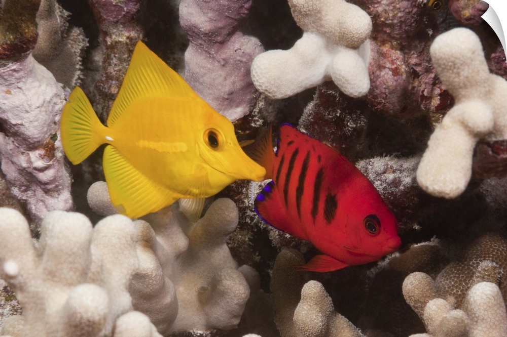 Underwater life; FISH: A Yellow Tang (Zebrasoma flavescens) and a Flame Angelfish (Centropyge loricula) on a tropical cora...