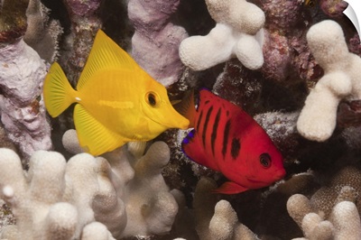 A Yellow Tang and a Flame Angelfish on a tropical coral reef.  Pacific Ocean