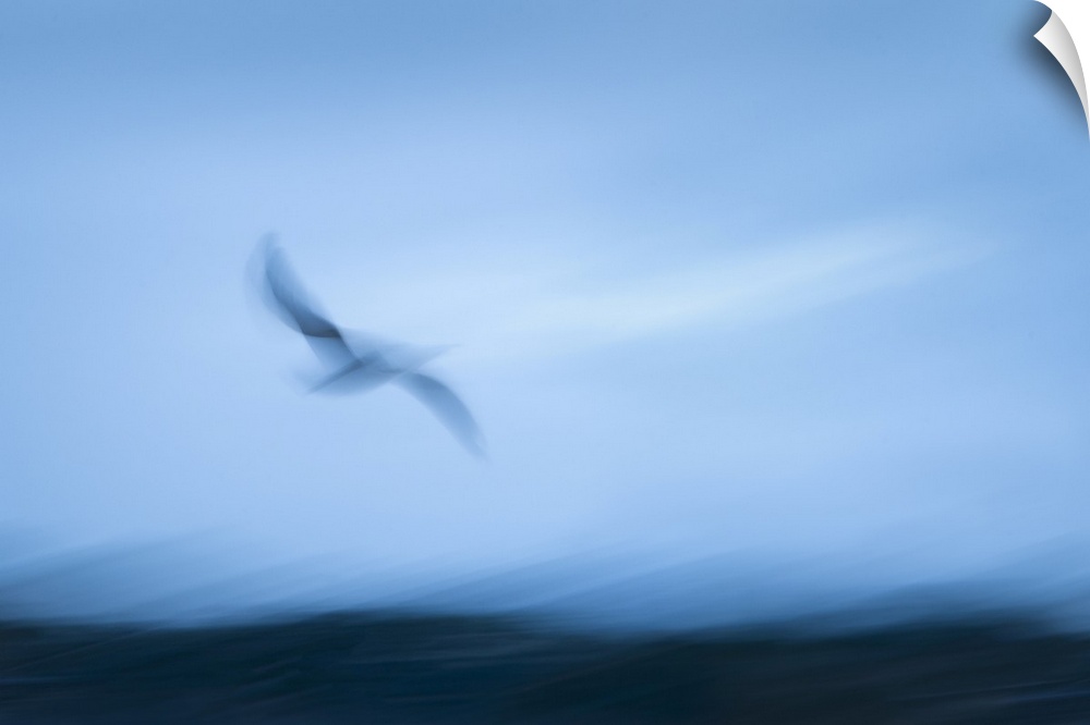 Abstract image of seagull flying towards the sea. Image captured using intentional camera movement technique for dreamy ef...