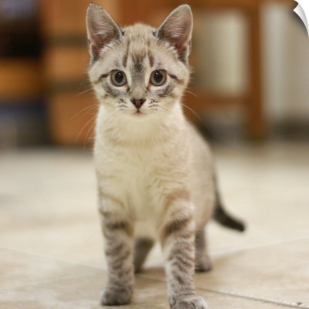 Simone kitten adoption stray rescue silver tabby