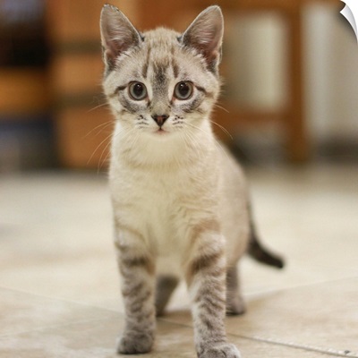 Adoption kitten