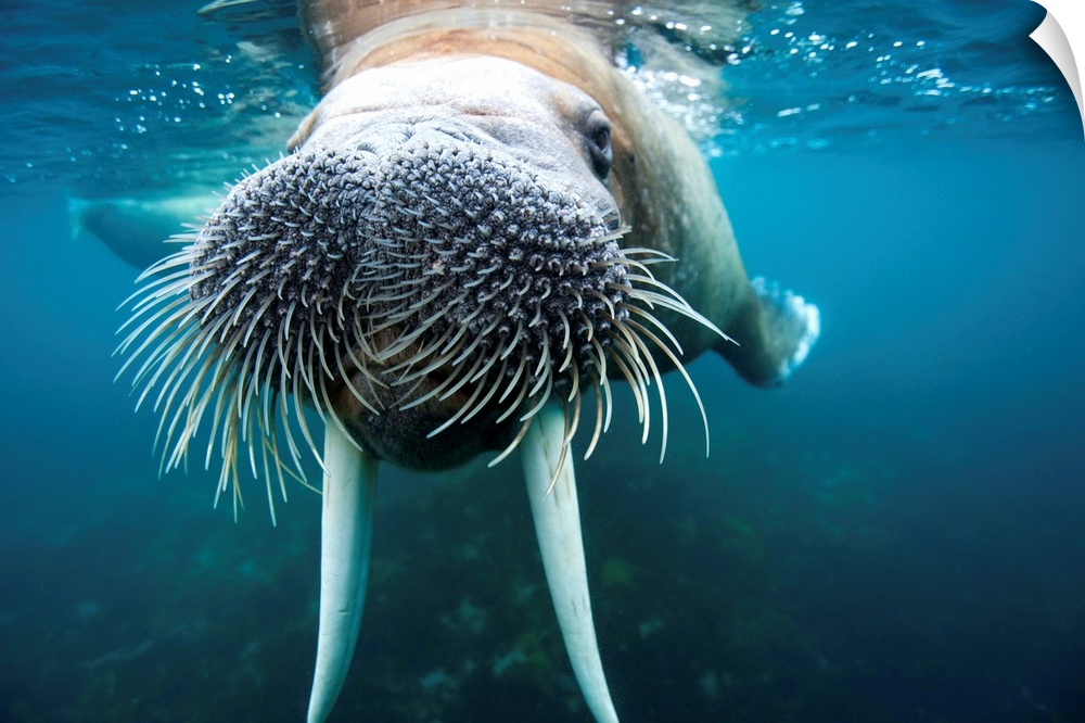 Underwater view of an adult male walrus swimming near the surface near Lagoya on a summer afternoon. | Location: Lagoya, S...