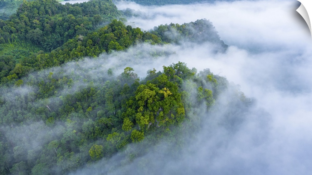 Aerial view of morning mist at tropical rainforest mountain, background of forest and mist, aerial top view background for...