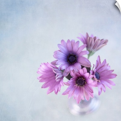 African daisies or Osteoperumum flowers in glass vase.