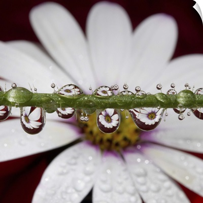 African Daisy flower refracted in numerous tiny water drops on poppy flower stem.