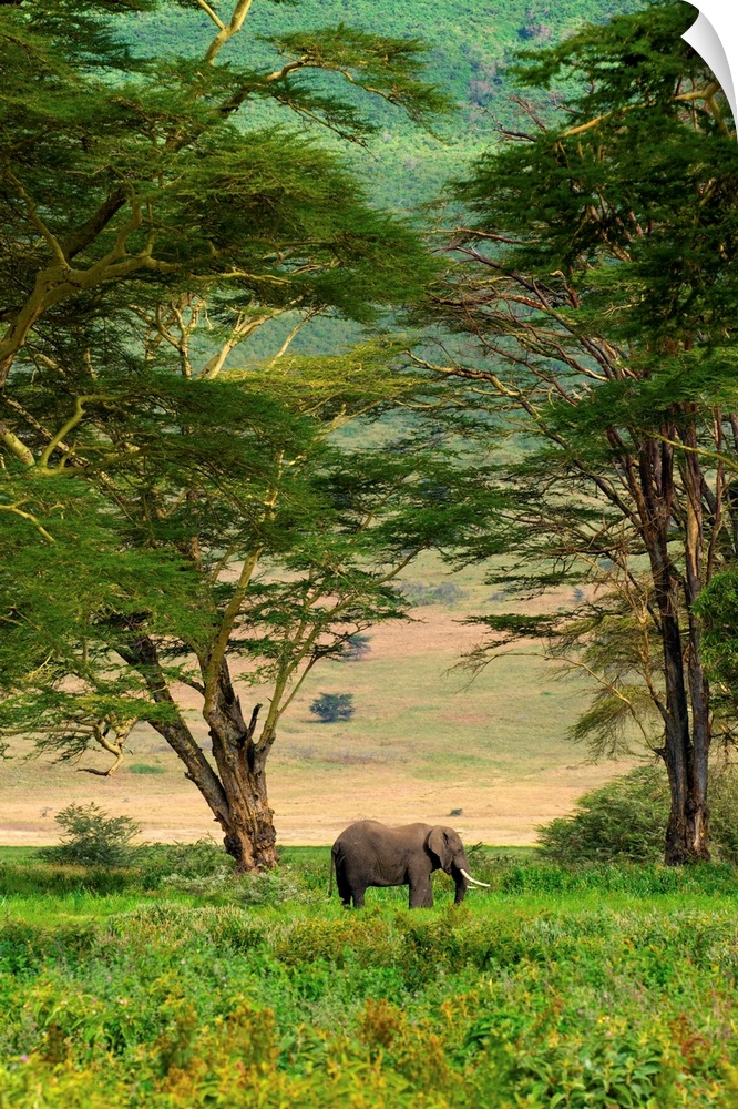 African Elephant In Ngorongoro Crater In Ngorongoro Conservation Area