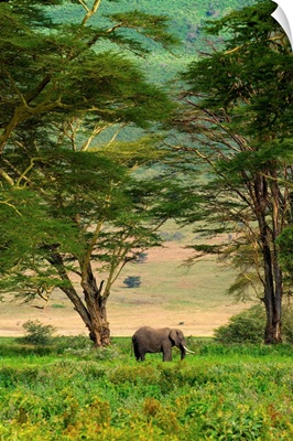 African Elephant In Ngorongoro Crater In Ngorongoro Conservation Area