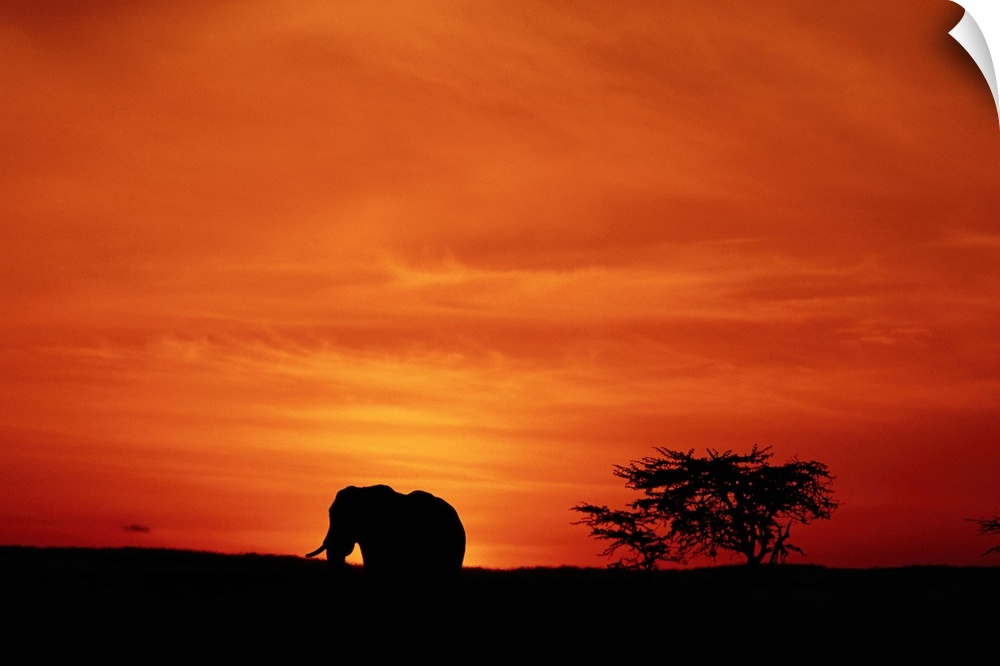 Large landscape photograph of the silhouette of an African elephant (Loxodonta africana) walking along the terrain, beneat...
