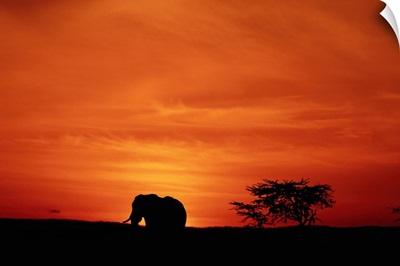 African elephant (Loxodonta africana) standing, at sunset, side view, Masai Mara, Kenya