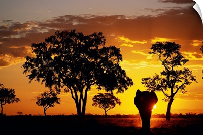 African Elephant Walking At Sunset