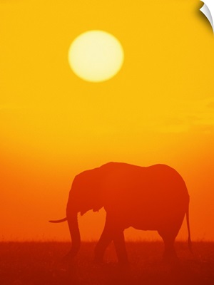 African elephant walking at sunset , Kenya , Africa