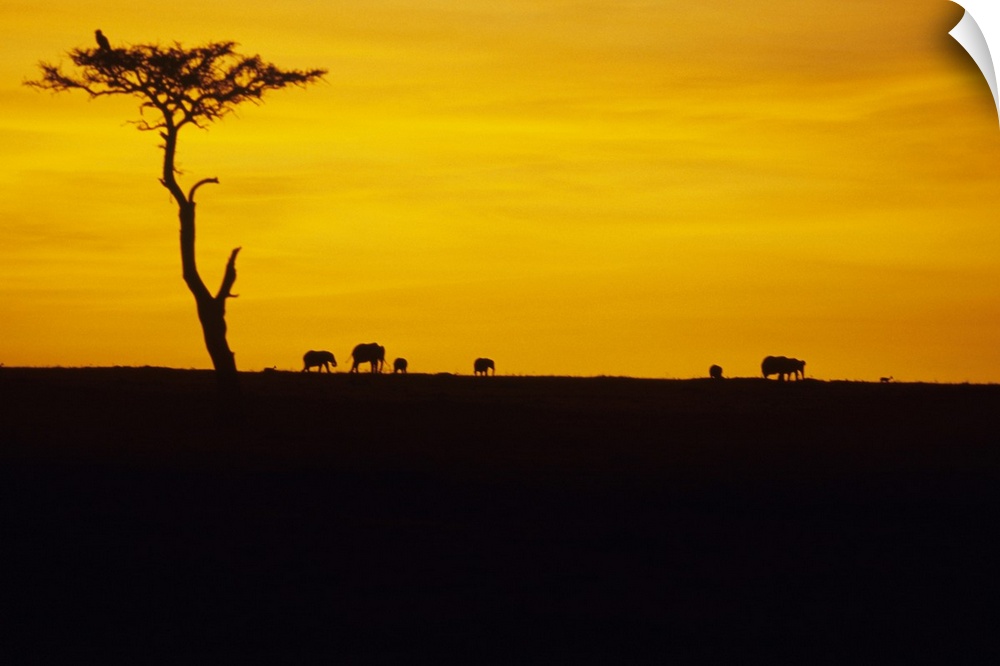 African elephants silhouetted at dawn, Kenya, Africa