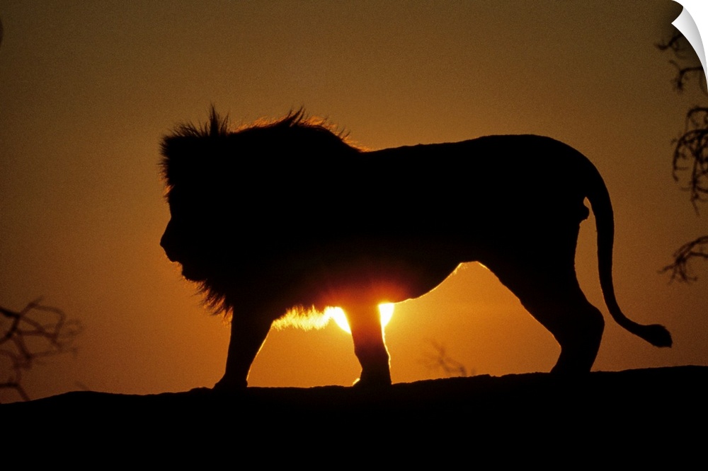 Photograph of large wildcat's silhouette with sun peering from behind its body at dusk.