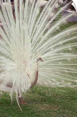 Albino peacock with fanned out tail