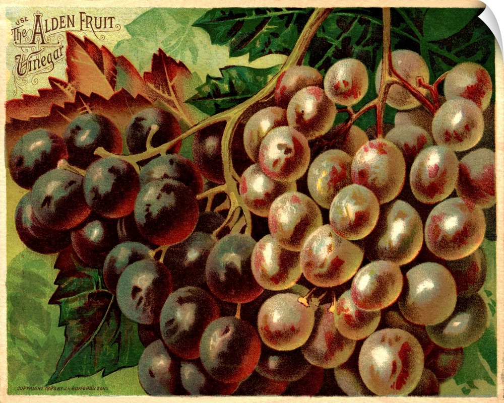 Alden Fruit Vinegar, Grapes Postcard Advertisement